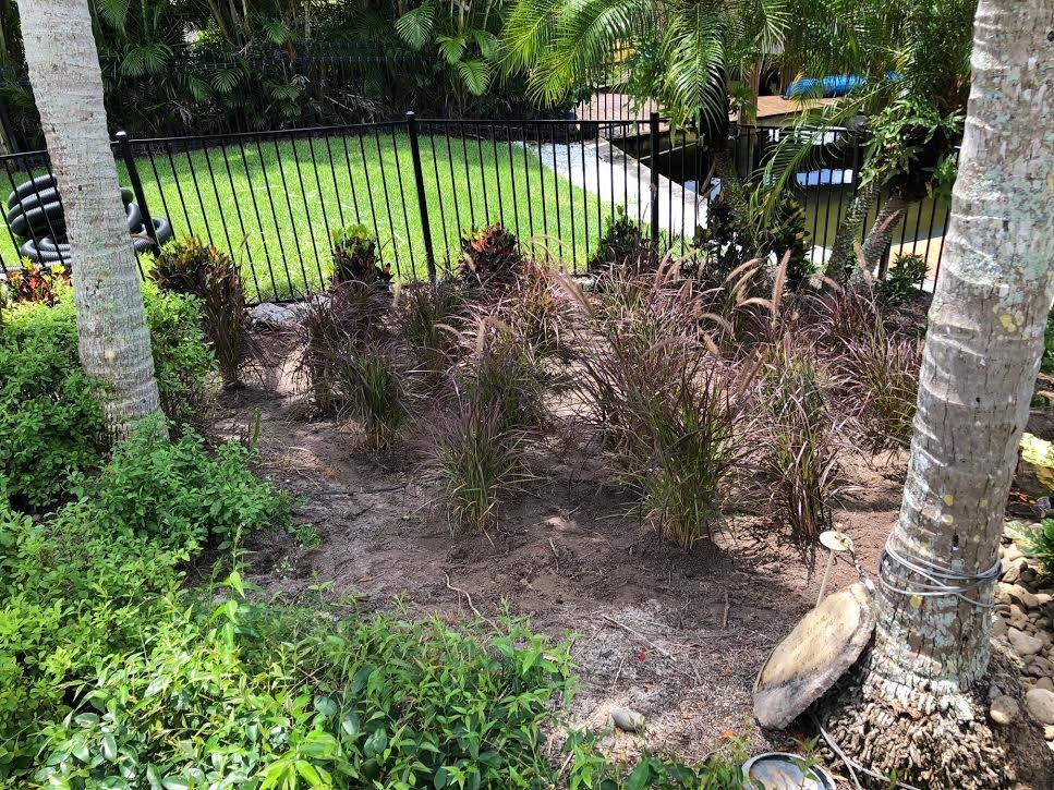 After: the same fence line with fresh mulch beds, ornamental grasses, and new plantings