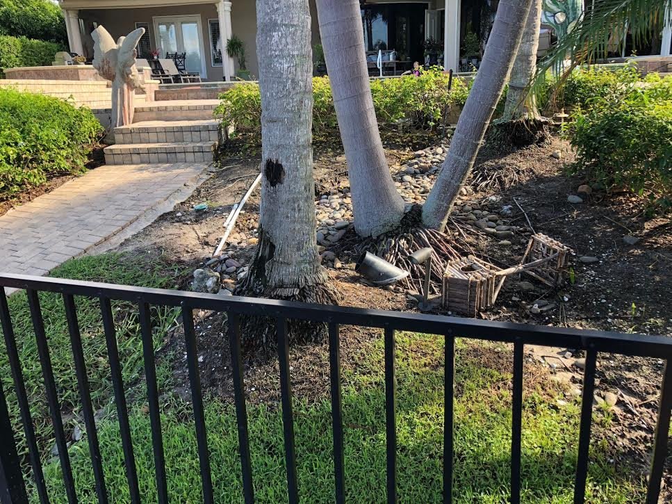 Before: bare dirt and exposed roots under palm trees along a fence line