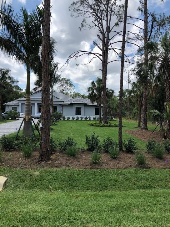 New shrubs and palms planted in a front yard