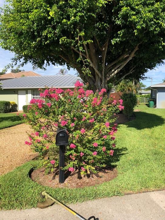 Flowering crape myrtle and a trimmed bed around a mailbox