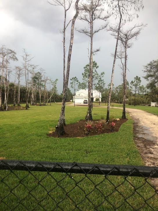 Fresh mulch rings around pines beside a new lawn